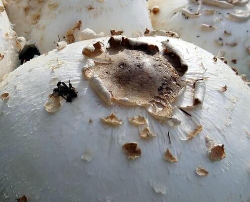 Mushroom South Africa